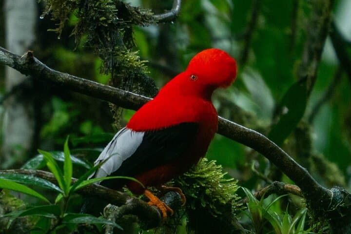 Andean Cock Watching tour in mindo with hummingbird and breakfast