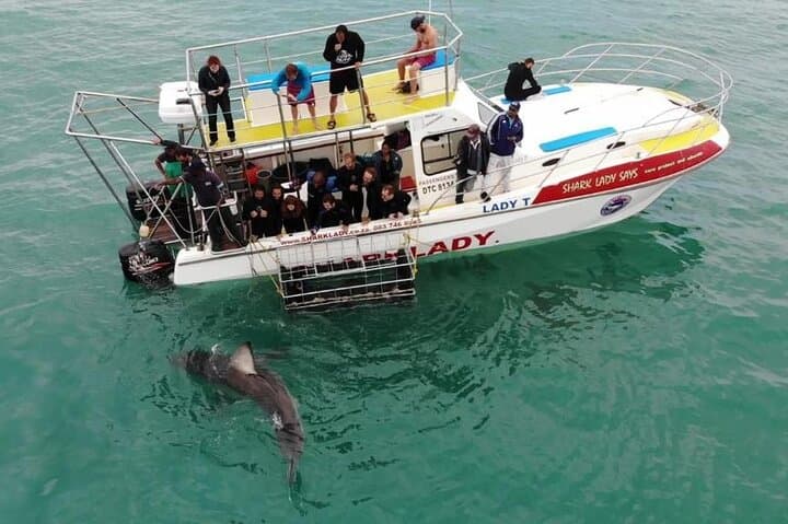 Gansbaai Shark Cage Diving with surface air available on request