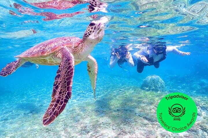 [Miyako Island/Half Day] Sea Turtle Snorkeling