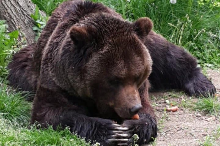 בראשוב: סיור מודרך במקלט דובים, טירת בראן וטירת רשנוב