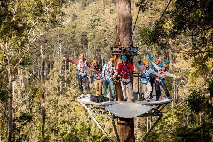 Launceston: Hollybank Treetops Adventure - Zipline Tours