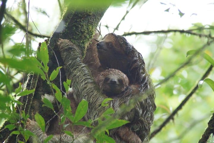 Sloth Watching Tour in La Fortuna - Wildlife Experience