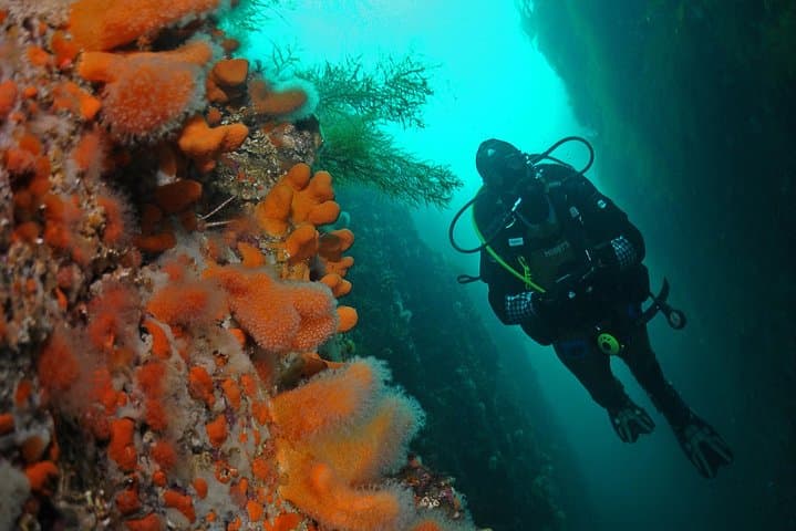חוויות צלילה ייחודיות