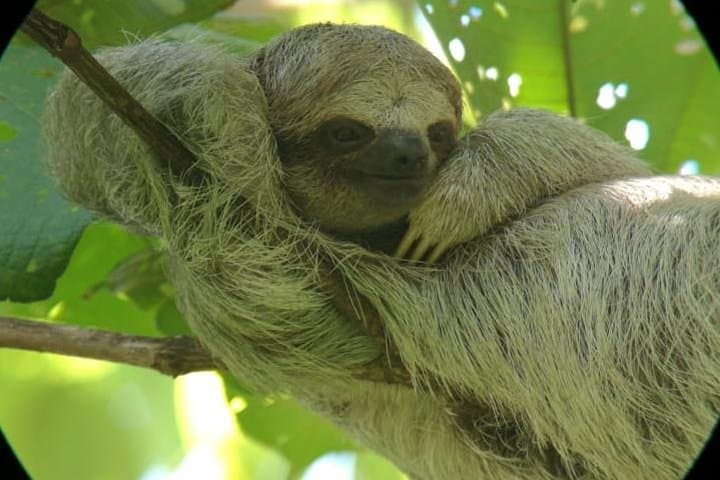 Sloth Observation, Coffee, Chocolate & Sugar Cane Experience