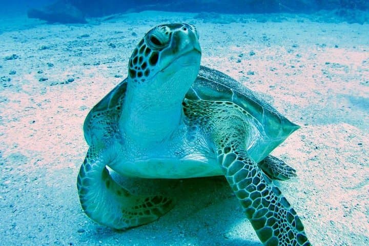 הסיור האקולוגי המקורי ליום שלם סביב האי סנט מארטן