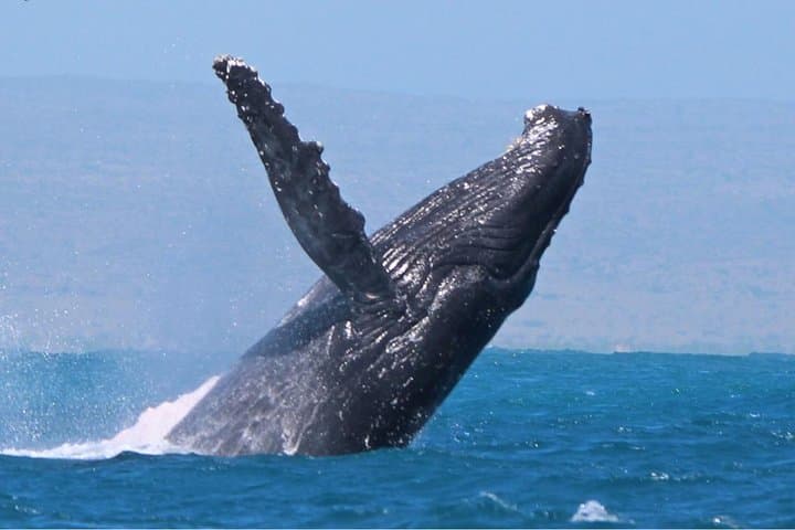 שיט שקיעה צפייה בחיות בר