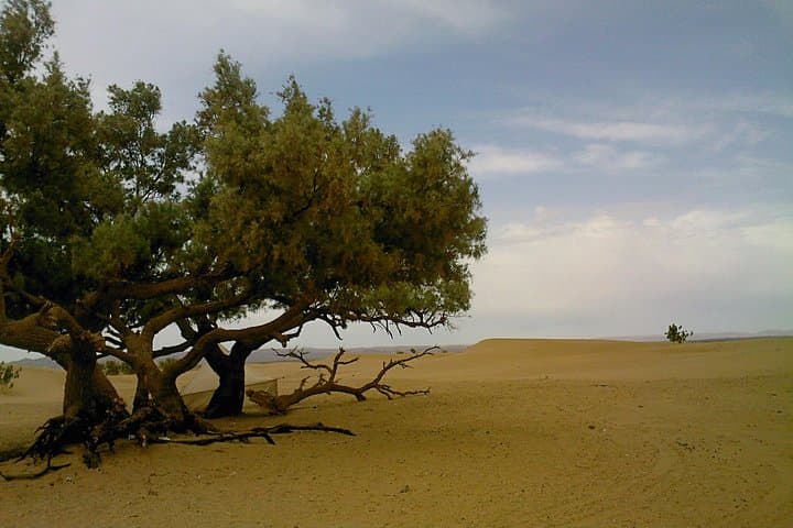 חווית בעקבות הנומדים