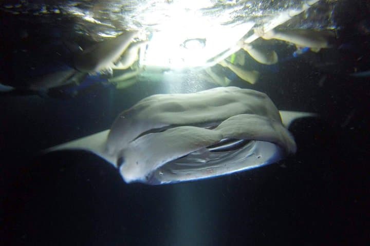 Kona Manta Ray Snorkel Tour: Guaranteed or come again free