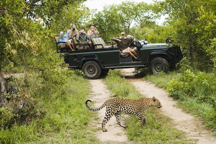 Durban: Big 5 Safari - Open Safari Vehicle at Exclusive Reserve