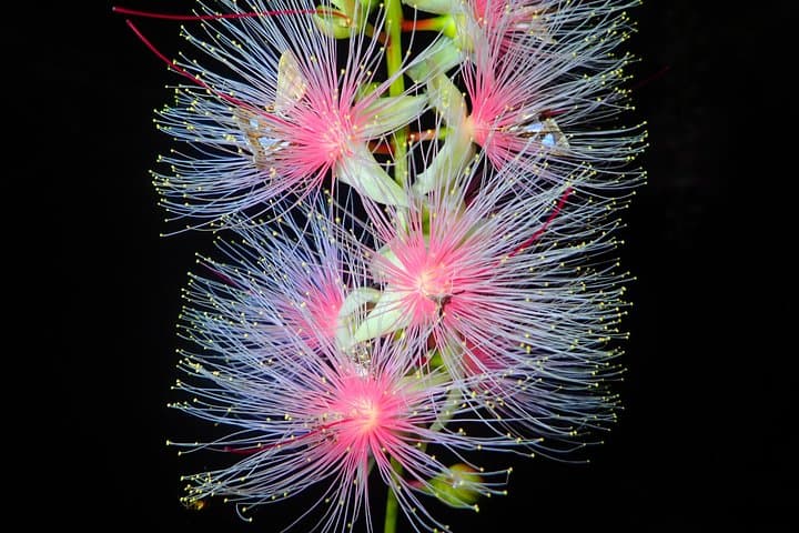 Night Tour in Iriomote: Watch the One-Night Flower “Sagari-bana”