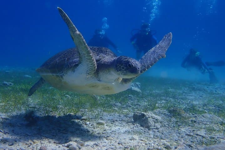 פעילות צלילה סוברת בפרנרה