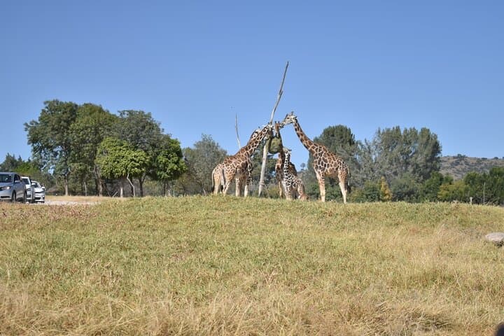 ספארי אפריקה (סיור פרטי)