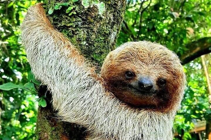 Frogs-Sloths-waterfall-Coffee and Chocolate Tour