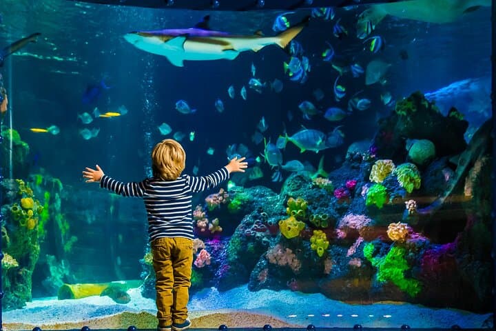 כרטיס כניסה לSEA LIFE טיממנדורף שטרנד