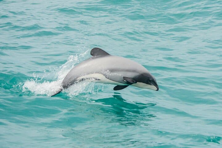 Akaroa Dolphins ~ Harbour Nature Cruise