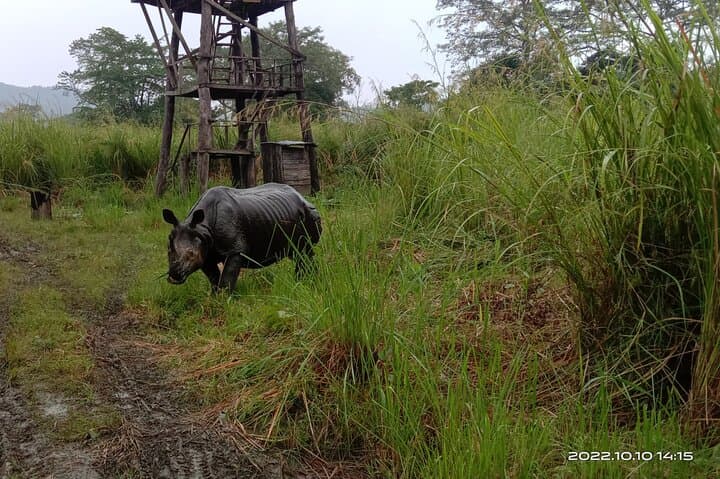 Jeep safari (4-5 hrs. Sharing) inside Chitwan National Park.