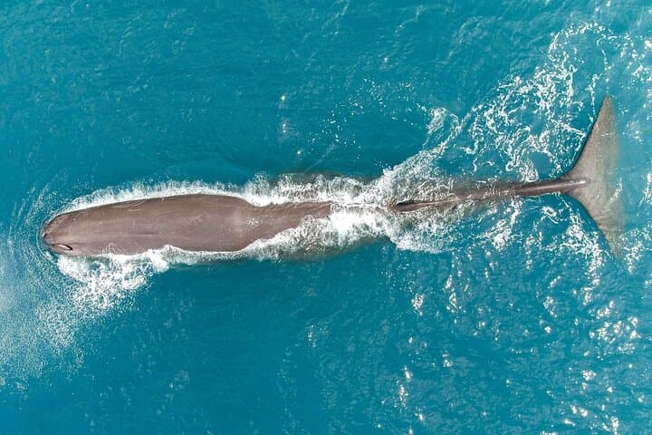 Kaikōura Whale Watching Scenic Flight (40 Minutes)