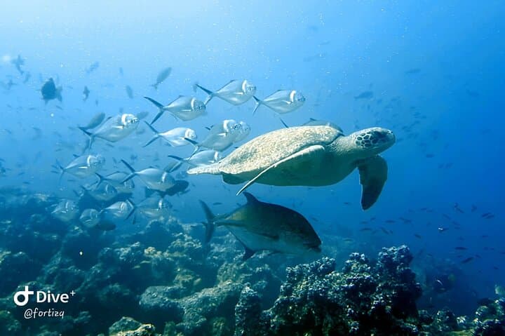 טיול יום שלם אי פינזון + לה פה/לס פאלמס - סנורקלינג ודיג