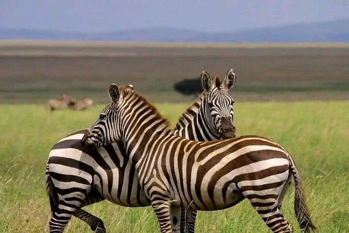 ספארי יום בפארק הלאומי מיקומי.