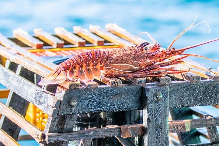 Kalbarri Rock Lobster Tours