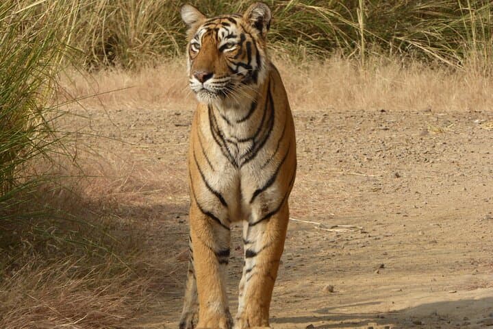 Ranthambore National Park