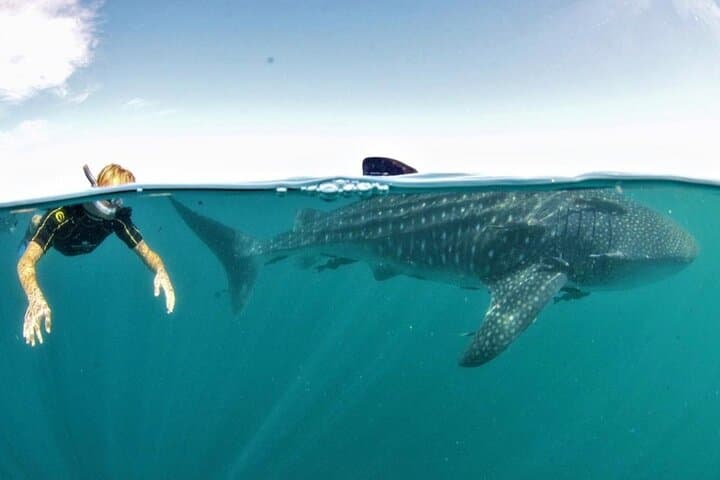 Small Group Whale Shark Snorkeling in La Paz, Mexico