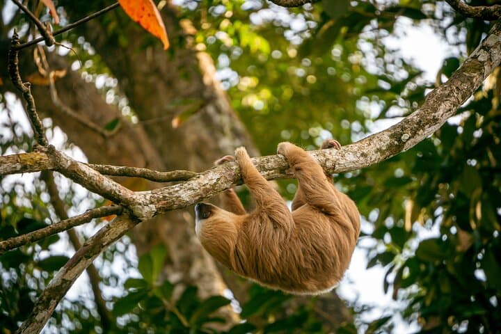 The Sloth and Kayak Tour - Ethical wildlife encounters