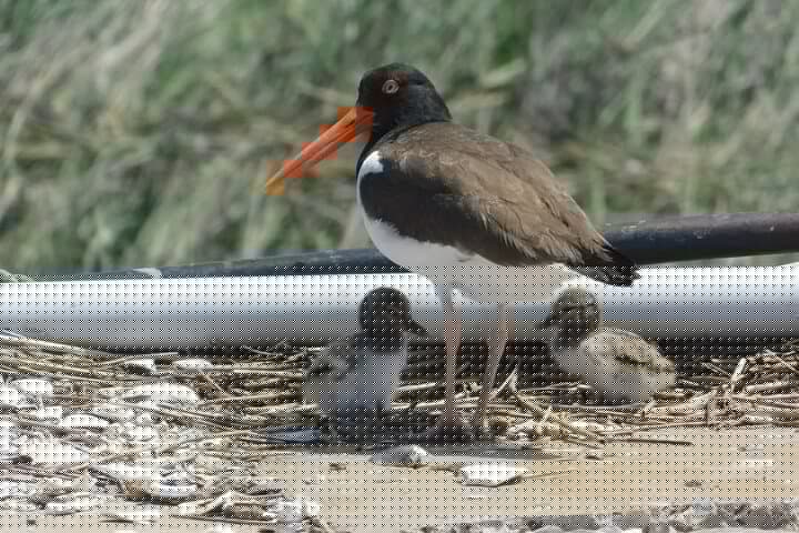 Wetlands Safari Eco-Cruise in Cape May (Osprey Birding By Boat)