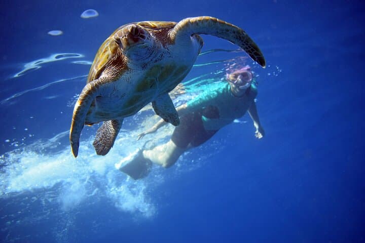 Tenerife: Turtle & Dolphin Kayak Tour with Snorkel & Wetsuit