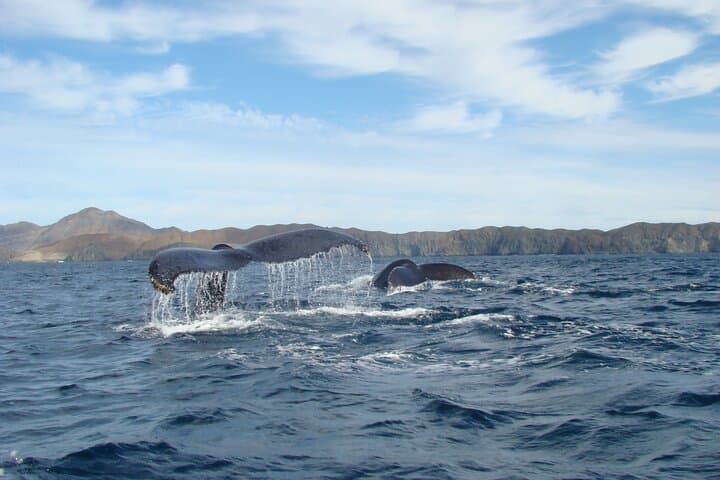 Whales Tour from La Paz