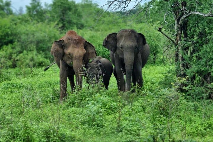 ספארי יאלה מגאלה / אונוואטונה / ולאיגמה / מיריסה / מטרה