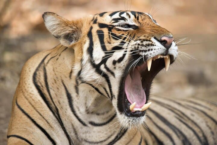 מכדג'ור: טיול פרטי של 2 ימים לספארי טיגריסים בראנטהמבור