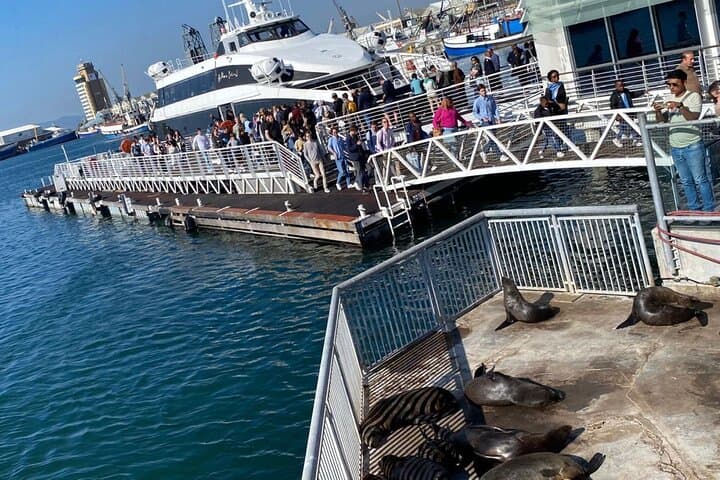 Cape Town: Robben Island Tour: Pre-Booked Ticket and Transfers