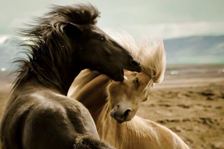 סיורי סוסים פראיים ברד קניון פרטיים במשך 4 שעות עם מיניבוס ממוזג