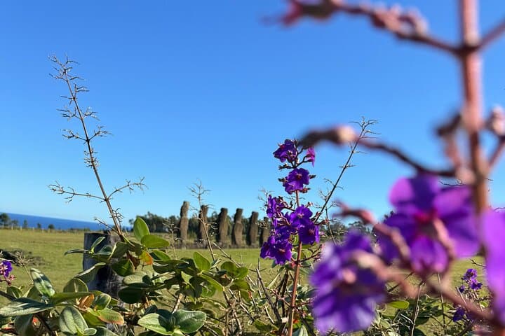 סיור חצי יום ברפא נוי