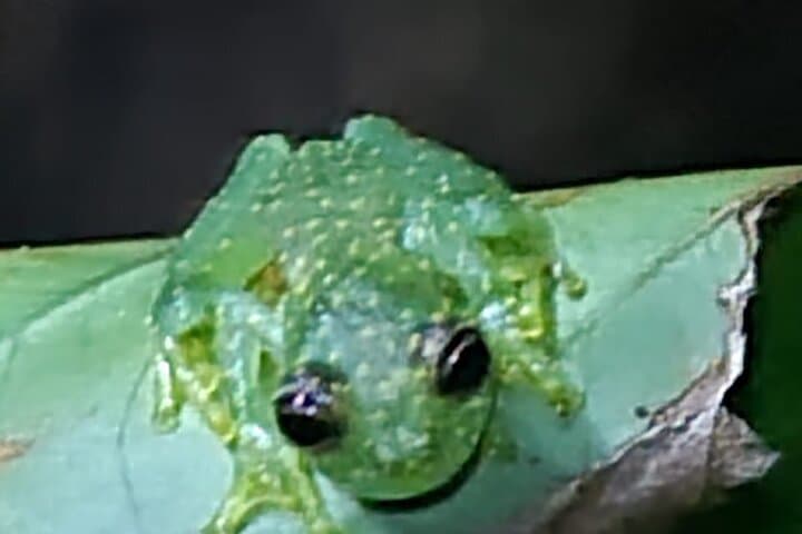 טיול לילה עמוק בג'ונגל בשמורת טבע פרטית