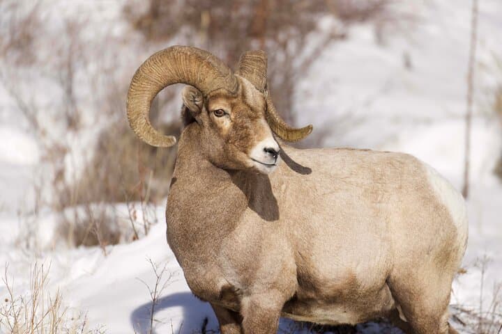 ספארי בצפון ילוסטון מקודי, וויומינג