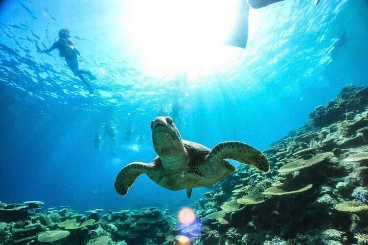 סיור שנורקלינג באי קורל באוקינאווה איריומוטה