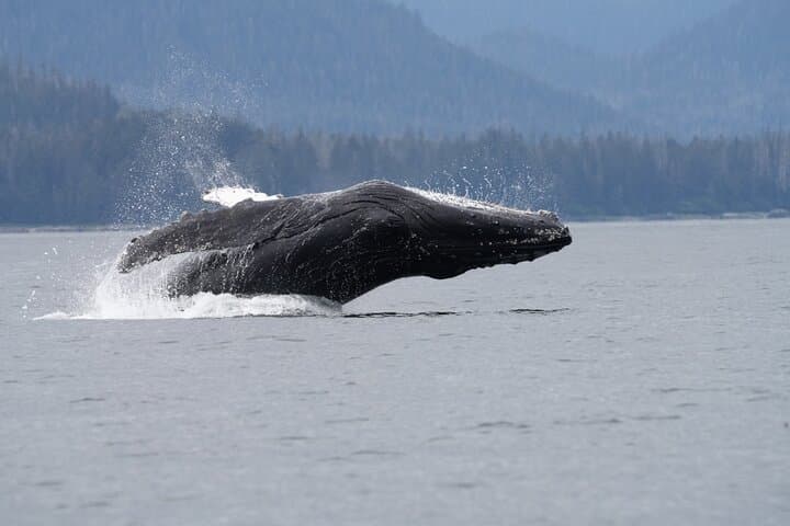 Sitka Premier Whale Watching and Wildlife Tour