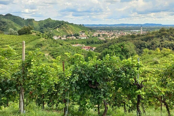 Prosecco Hills Day Trip from Venice & Treviso: 2 Wineries