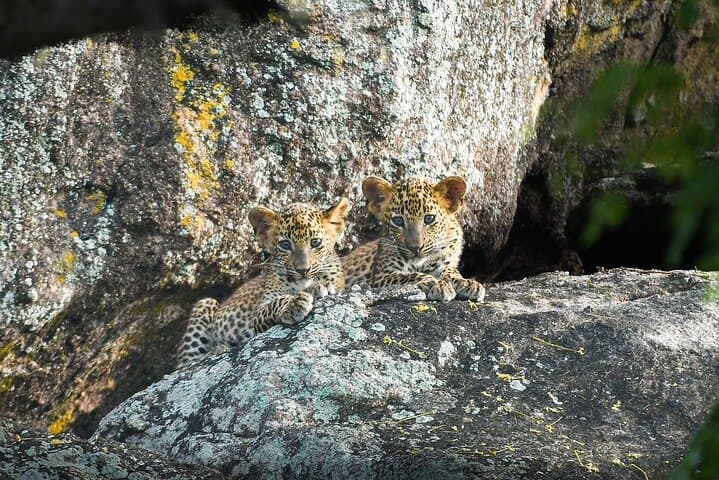 Yala National Park Safari Tours - Half Day & Full Day