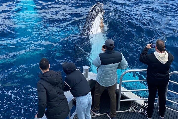 סיור אקואולוגי לצפייה בלווייתנים בדינסבורו