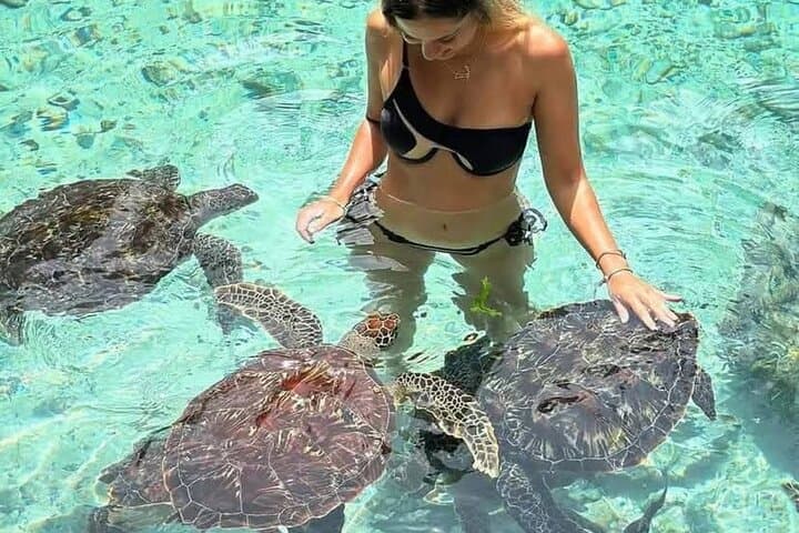 Full-Day Zanzibar Dolphins, Turtle Salaam Cave & Jozani Forest