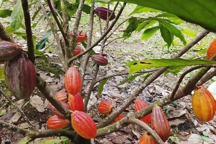 Rancho Raices de Puerto Jimenez From Bean to Bar