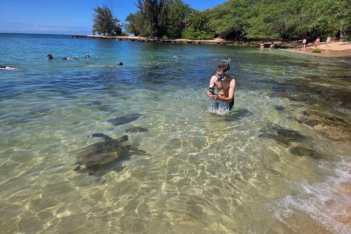 Oahu Circle Island Tour with Turtle Snorkeling— Small-Groups